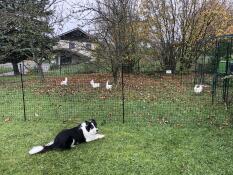 A dog monitoring the chickens behind their fencing