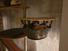 A cat in the basket of his indoor cat tree