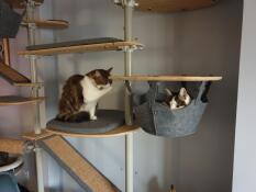 Cats grooming themselves on their cat tree