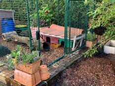 Omlet walk in guinea pig run