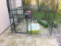 Rabbit in Omlet outdoor rabbit run with Omlet Zippi tunnel and Omlet purple Eglu Go rabbit hutch