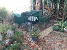 Omlet walk in rabbit run