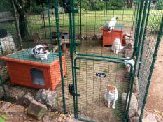 Four cats in a walk in run in a garden setup with cat beds and toys