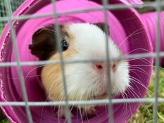 My lovely cappuccino is very inquisitive and loves to explore - the tunnel keeps her occupied ? 