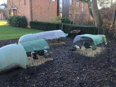 Ducks in three coops and runs with covers on top of the runs