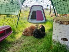 Two chickens resting in their coop run