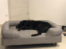 Milo loves his new bed. since we Got it, he only lies there. now order a second one for the bedroom. 