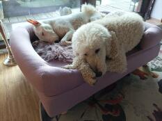 Big poodle huGo and mini bulli lars