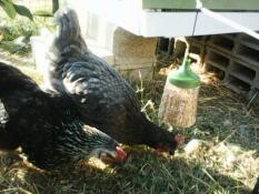 Chickens with Omlet Caddi chicken treat holder