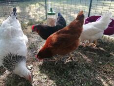 Some chickens pecking the grains that fell on the ground from their peck toy