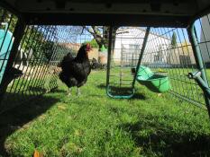 Underneath shot of Eglu Cube large chicken coop and run with chicken