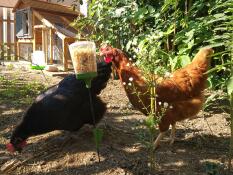 Chickens with Omlet peck toy