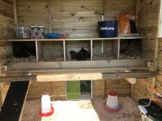 Three chickens roosting inside the chicken coop with an Autodoor.