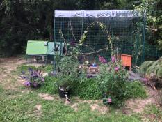 Omlet green Eglu Cube large chicken coop and run attached to Omlet walk in chicken run