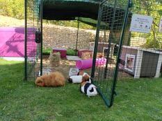 The pleasure of nibbling the grass just outside the enclosure.they know the limit well🤣