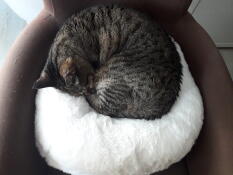 Max curled up in his new soft basket