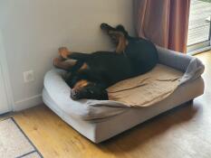 A black dog asleep in his bed