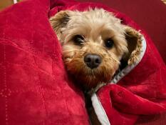 Is it christmas yet!? pip snug as a bug in a christmas themed rug. 