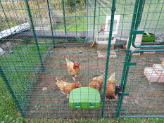 Four orange chickens behind a walk in run eating from a feeder