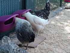 Chickens eating food out of feeders