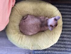 Edith in a donut bed 