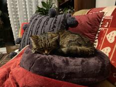 My old girl is so fussy about where she sleeps, but took to her donut bed immediately, she loves it 