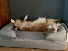 Monty is very happy (eleni portch)