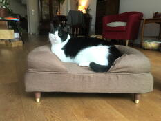 A cat sitting in his brown bolster bed