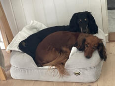 Our 2 dachshunds in the small dog bed with memory foam. they also have a medium dog bed in memory foam, which we bought as there was a battle for the small one :-)