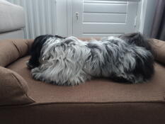 My shih tzu loves his bolser bed. as do i. he sleeps in it every night from day one. i am so glad i came across Omlet 's site during my search for a nice bed for my doggie.