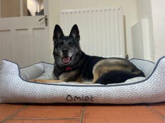 A dog resting in the honeycomb slate nest bed.