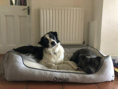 Two dogs resting in the large honeycomb slate nest dog bed.
