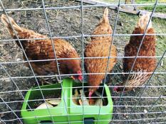 Works really well for 3-4 chickens. i am using this one for food scraps.