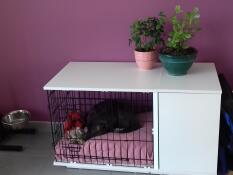 Nala is resting in her kennel 