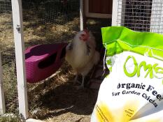 Omlet organic chicken feed and chicken with feeder
