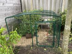 Omlet guinea pig