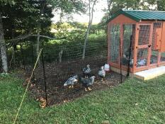 Omlet chicken fencing with chickens
