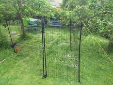 Moved fencing under the fruit trees - the hens love the long grass