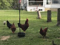 Chickens with Omlet chicken fencing