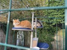 Simba and mr mittens