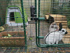 Mäxchen and marie love their new enclosure.