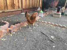 A chicken in a garden with a hanging peck toys