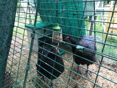 Chickens in Omlet Eglu chicken coop run with Pendant peck toy