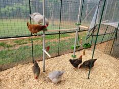 Chickie playground!