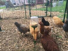 Enjoying their new Poppy peck toy