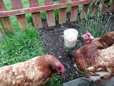 Petula and rosy enjoying their toy