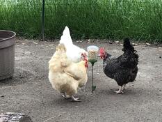 Three chickens pecking on some corn.