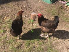 Two chickens eating corn from a peck toy on a stand