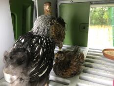 Three chicken inside an Eglu Cube with an automatic door attached.