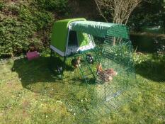 Three chickens soaking up some sun in the run of their coop